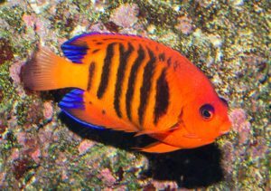 Tropical Fish Finder - Red Dwarf Emperor