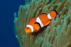 Tropical Fish Finder - Clownfish