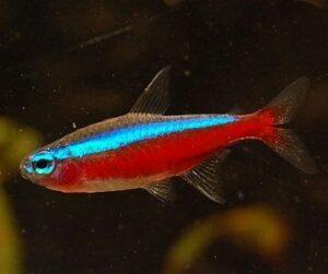 Tropical Fish Finder - Cardinal Tetra