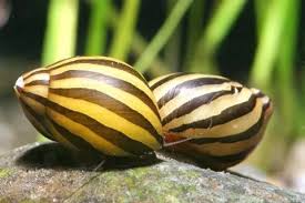 Tropical Fish Finder - Turrita Snail