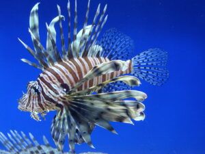 Tropical Fish Finder - Large Lionfish