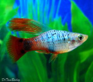 Tropical Fish Finder - Platy Rainbow