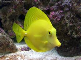 Tropical Fish Finder - Yellow Surgeonfish