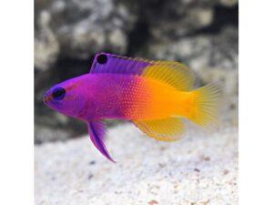Tropical Fish Finder - Gramma Loreto