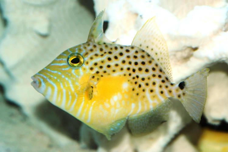 Bluespotted triggerfish