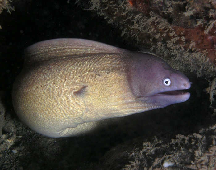 Greyface Moray Eel