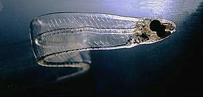 The larva of the Eel