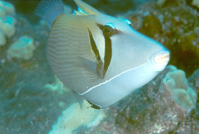 bursa-triggerfish