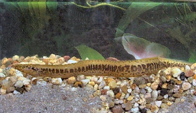 Ocellated Spiny Eel