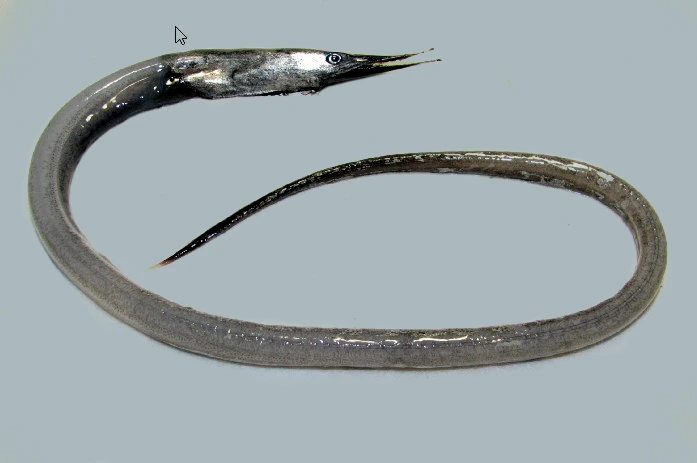 Sawtooth Eel