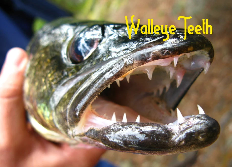 Walleye Teeth