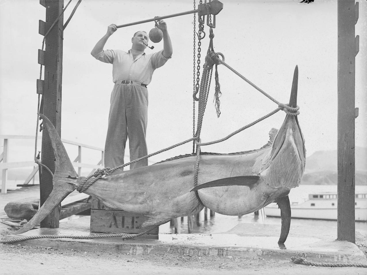 Fish Weighing Scales